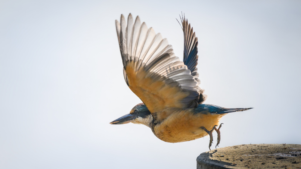 A native Kingfisher bird spreads it's wings and takes flight A native Kingfisher bird spreads it's wings and takes flight