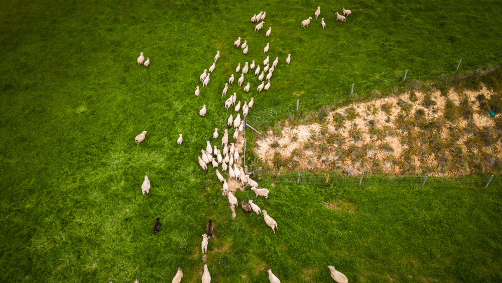 Sheep herded across a paddock where land is fenced off for native afforestation Sheep herded across a paddock where land is fenced off for native afforestation