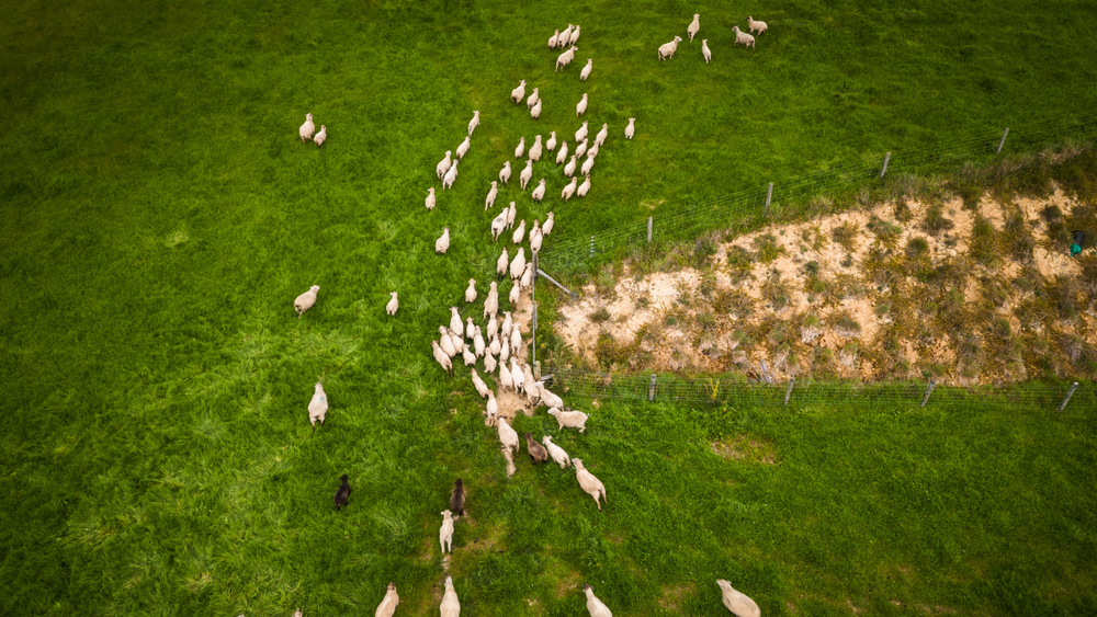 Sheep herded across a paddock where land is fenced off for native afforestation