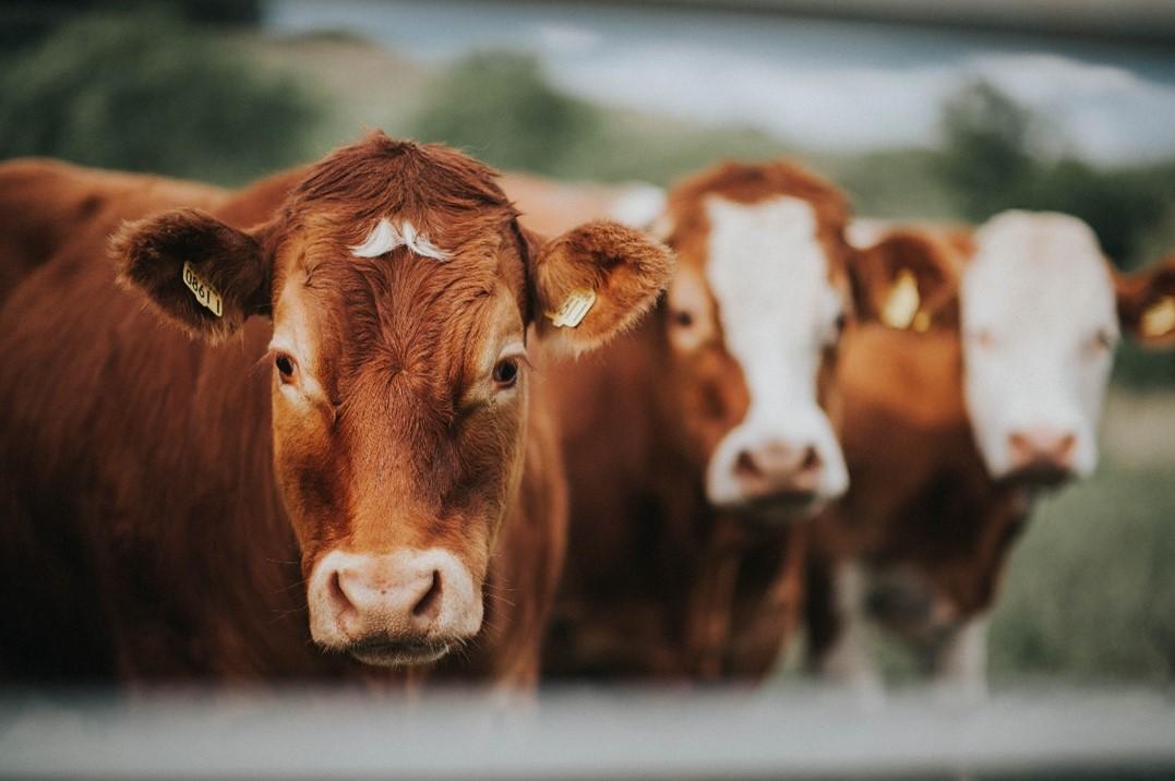 Cows produce more short-lived gases than long-lived ones, which can make understanding their impacts tricky Cows produce more short-lived gases than long-lived ones, which can make understanding their impacts tricky