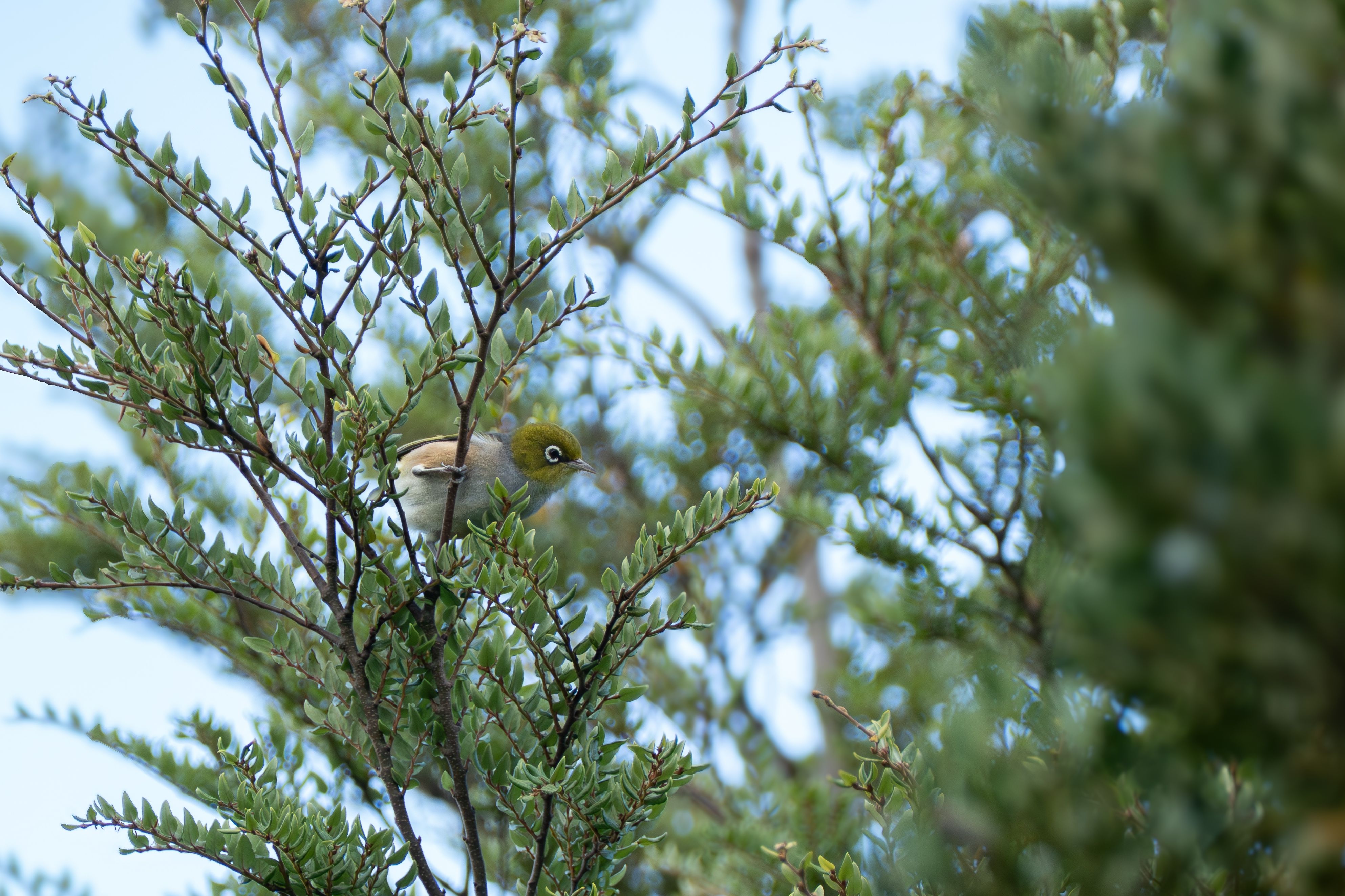 Tauhou bird resting on branch 
