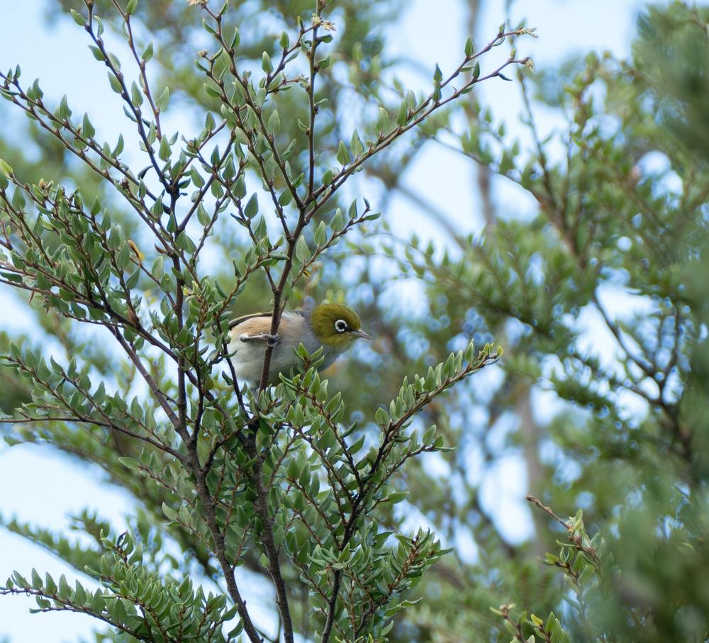Tauhou bird resting on branch Tauhou bird resting on branch