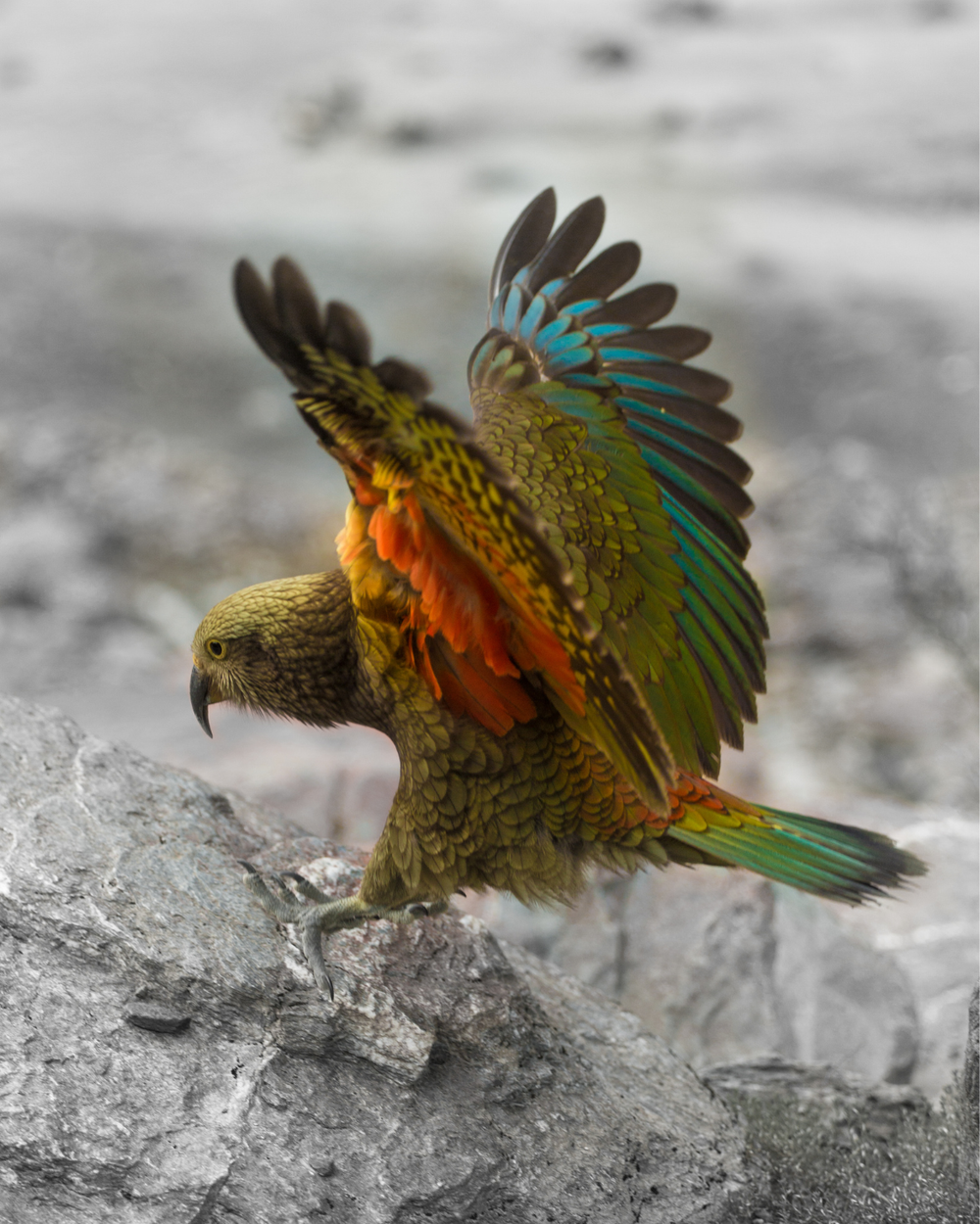 Bird
