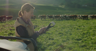 Lady with clipboard in a sunny field. In the background are lots of cows walking Lady with clipboard in a sunny field. In the background are lots of cows walking