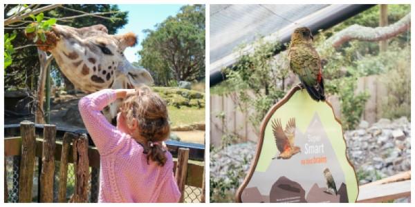 Zoo Animals Giraffe and Kea Enclosure Zoo Animals Giraffe and Kea Enclosure
