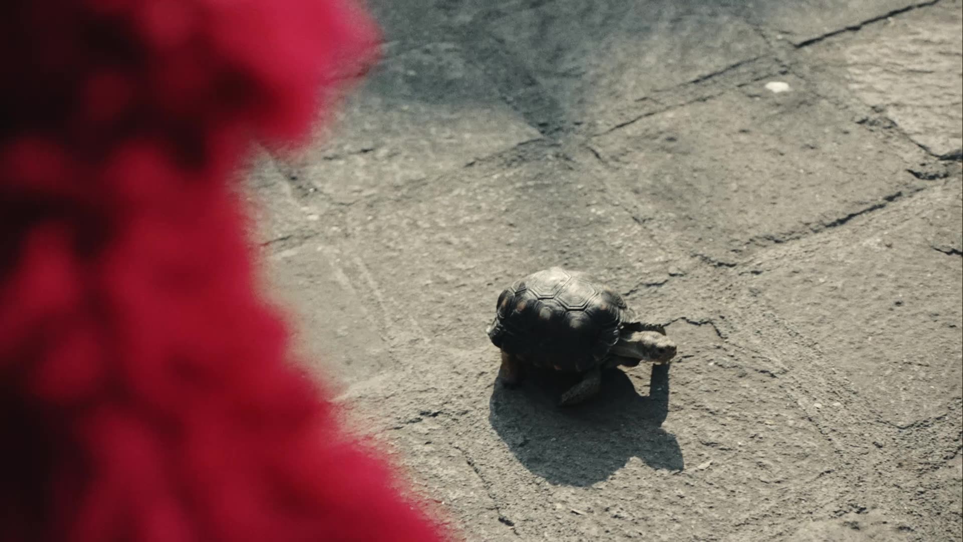 yared-x-elmo poster image