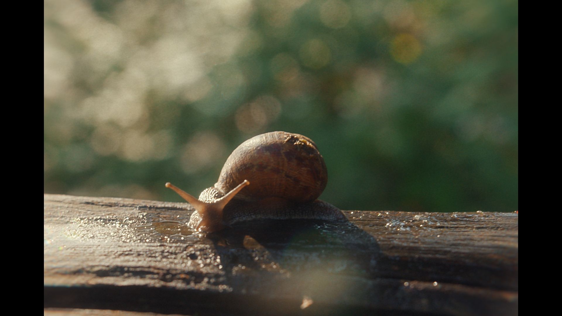 specsavers-wonder poster image