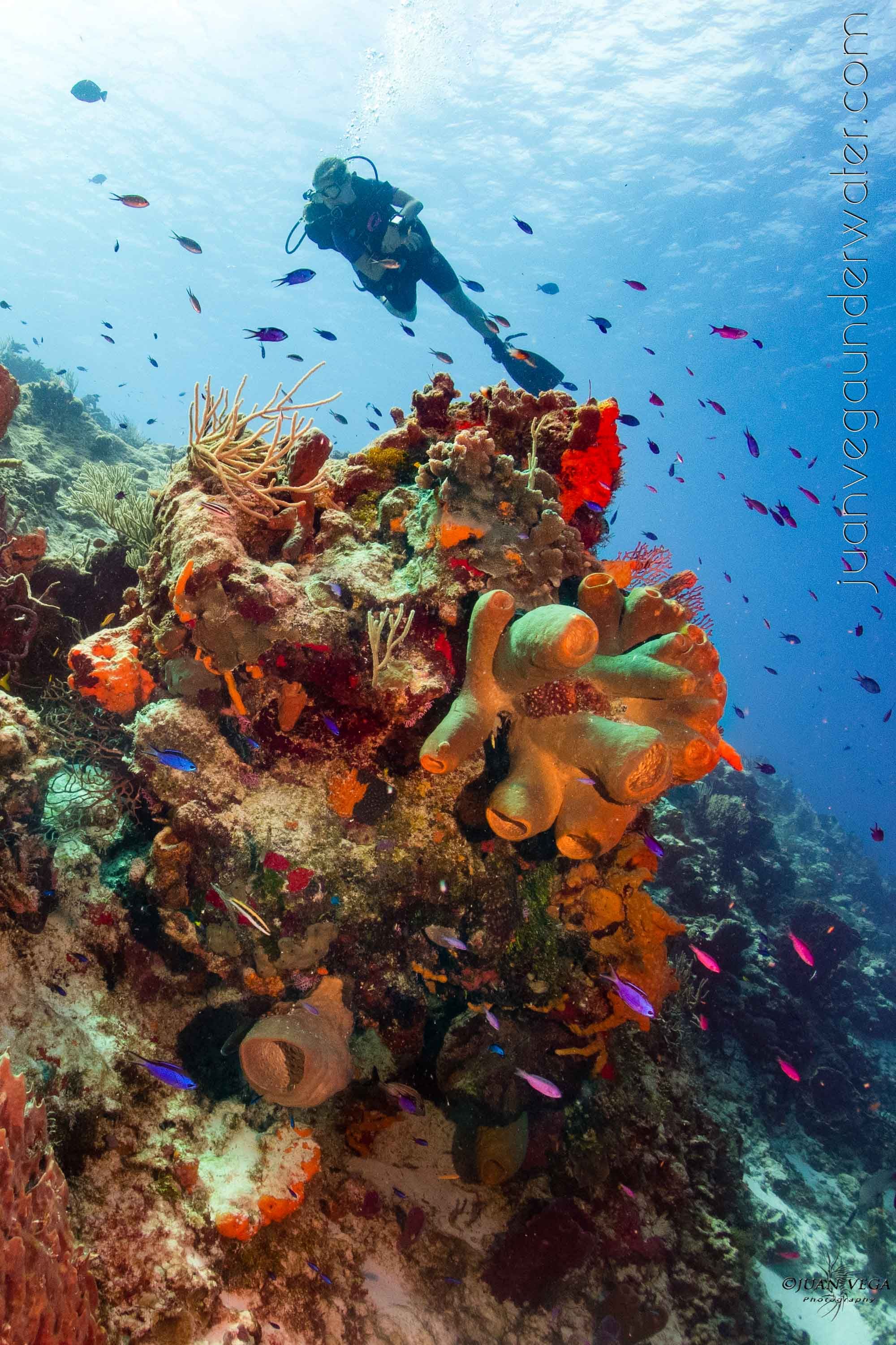 Hammer head dive shop hero section image