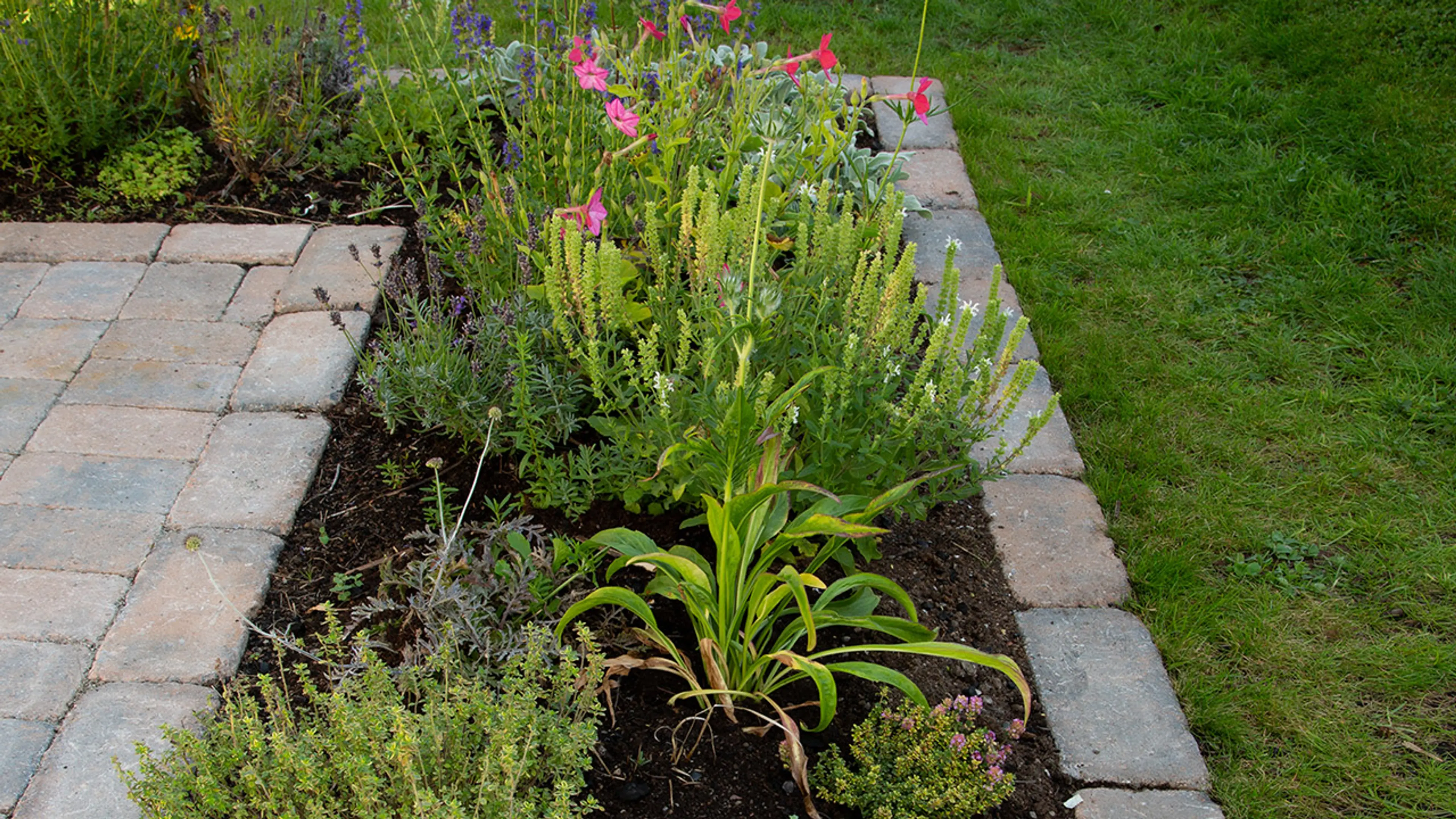 Blomsterbed med kantstein i hage.