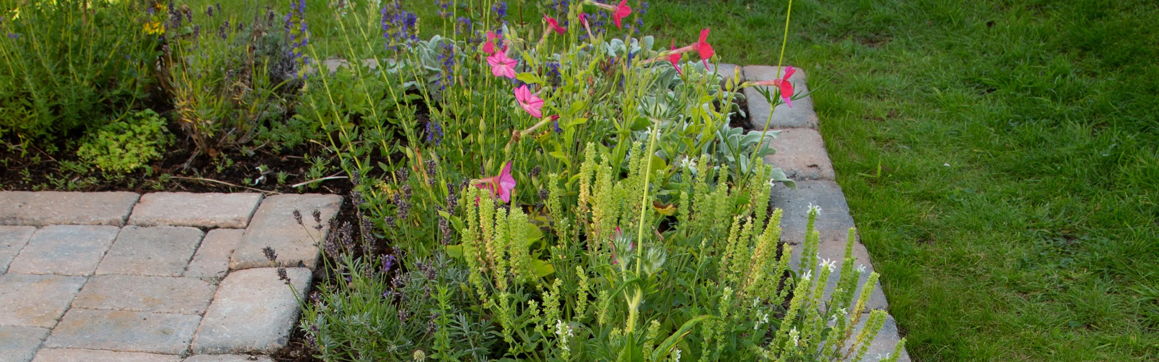 Blomsterbed med kantstein i hage.