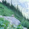 In one patch of wildflowers, a marmot angrily chirps at us