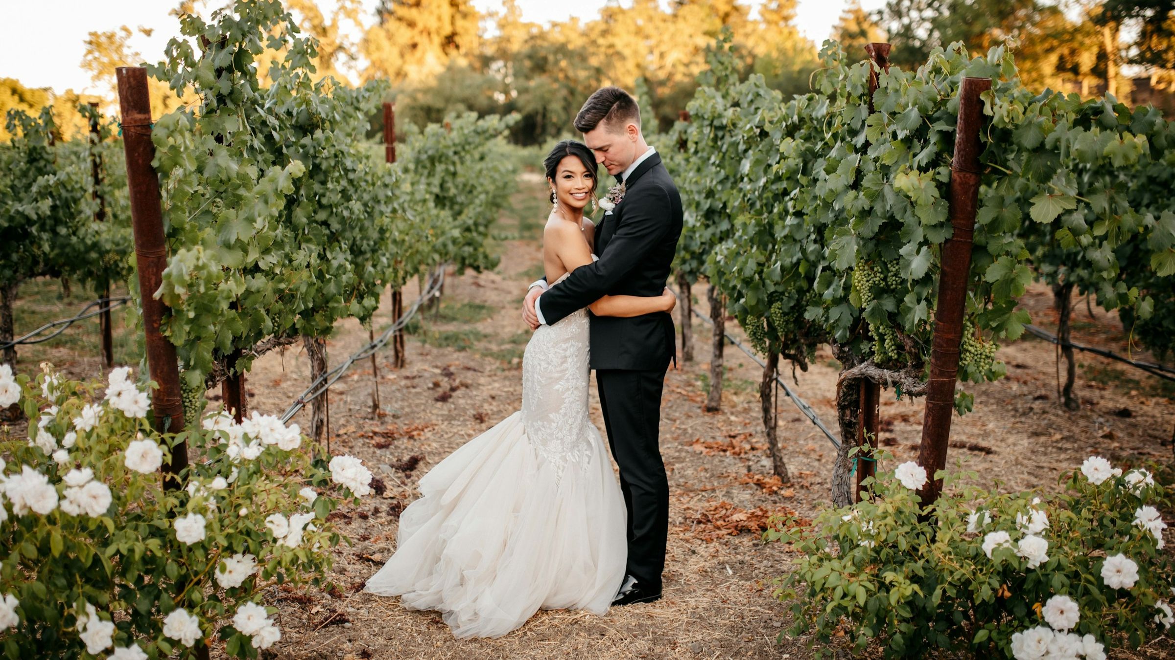 Bride and groom embracing between the rows of a vineyard at sunset