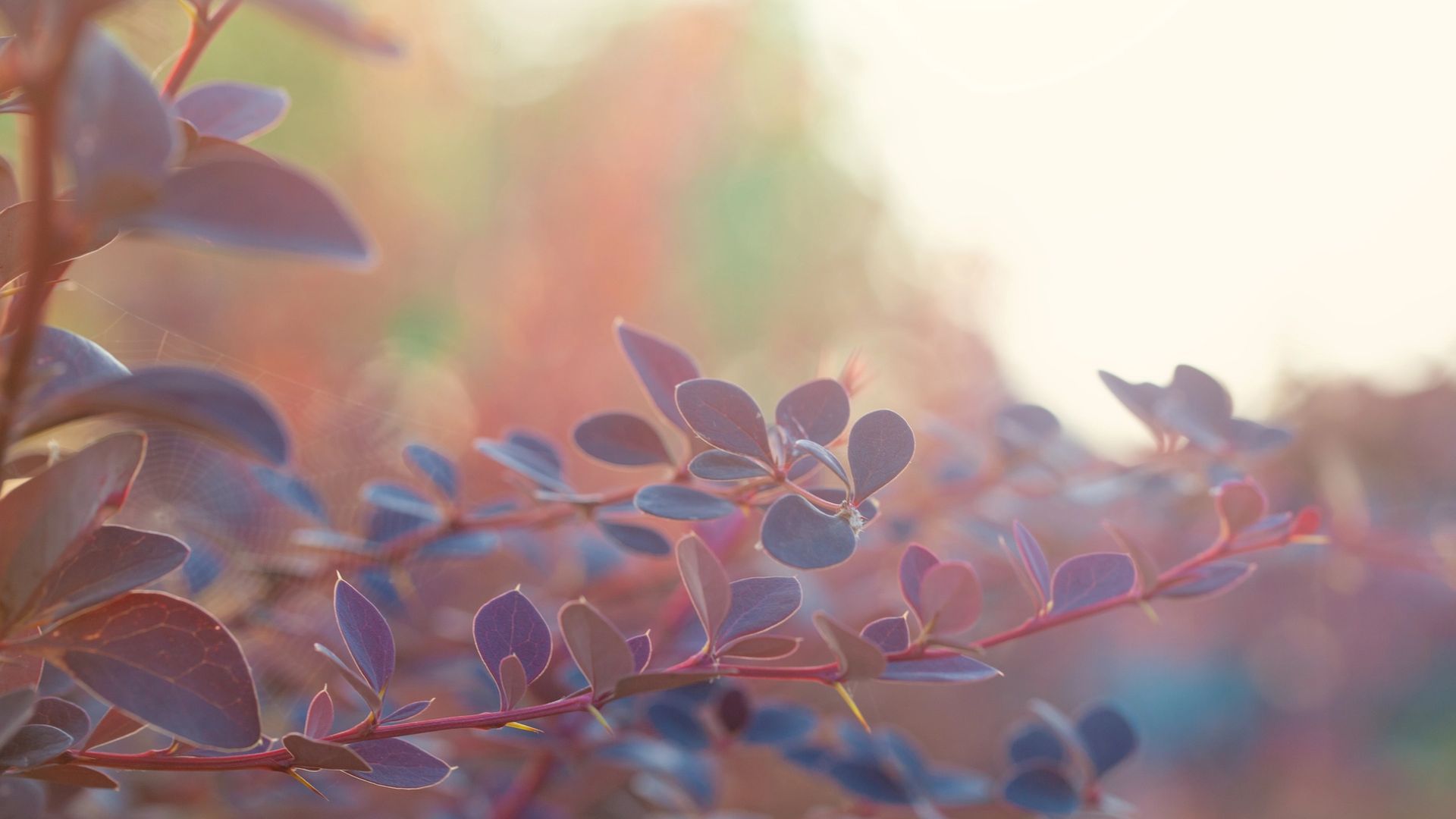 Site background