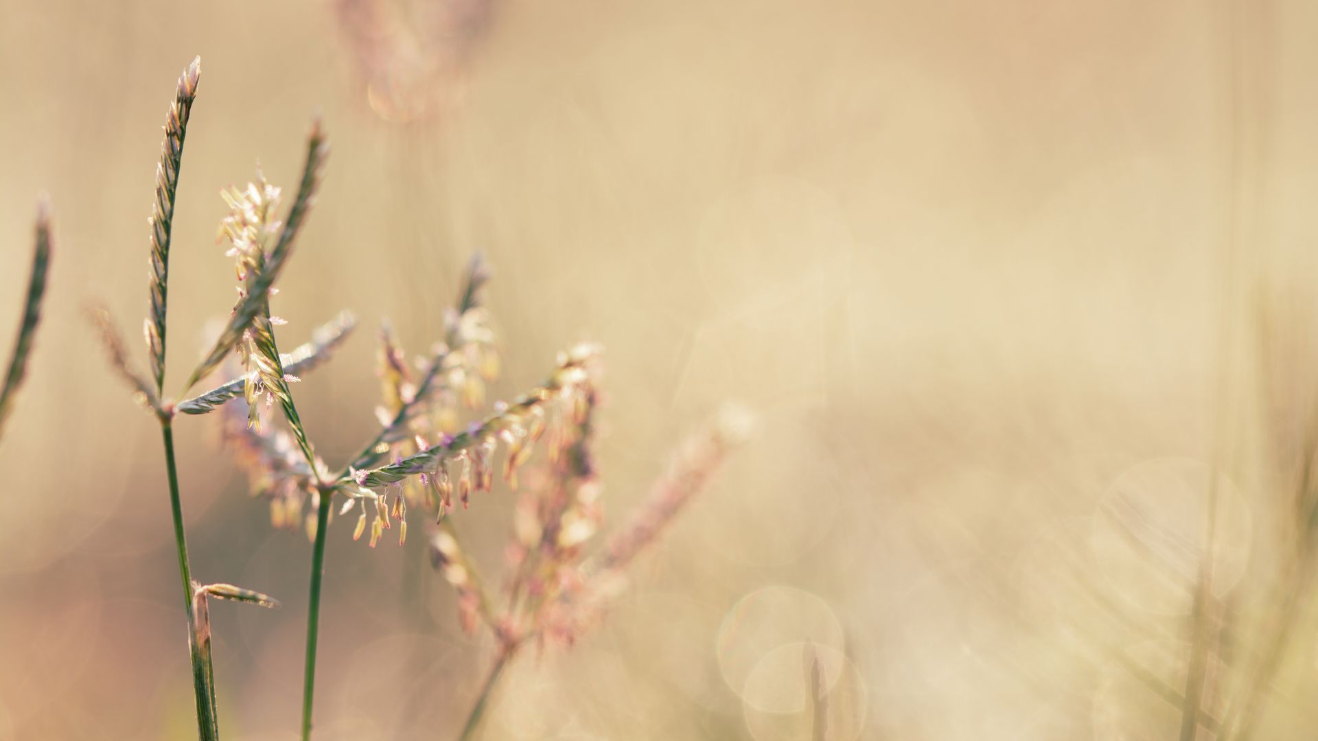 Site background