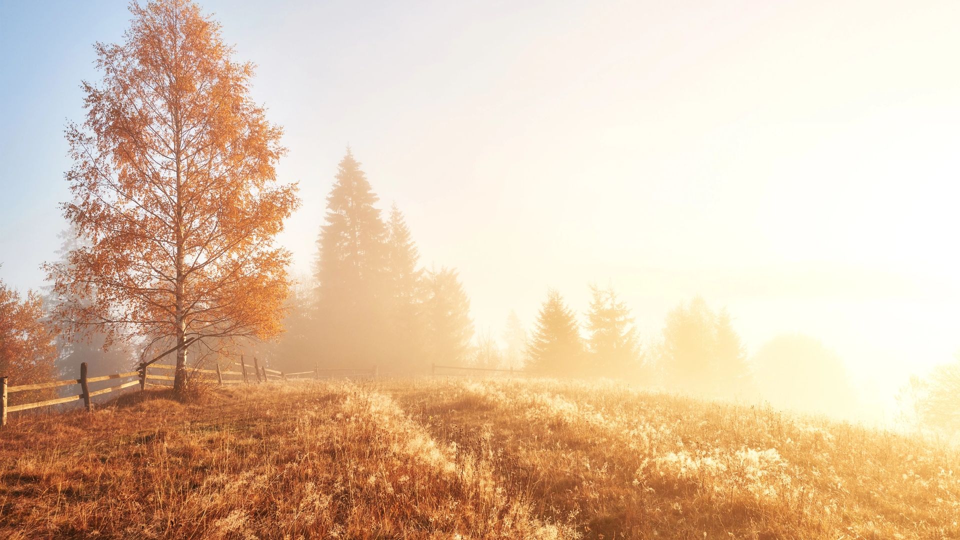 Site background