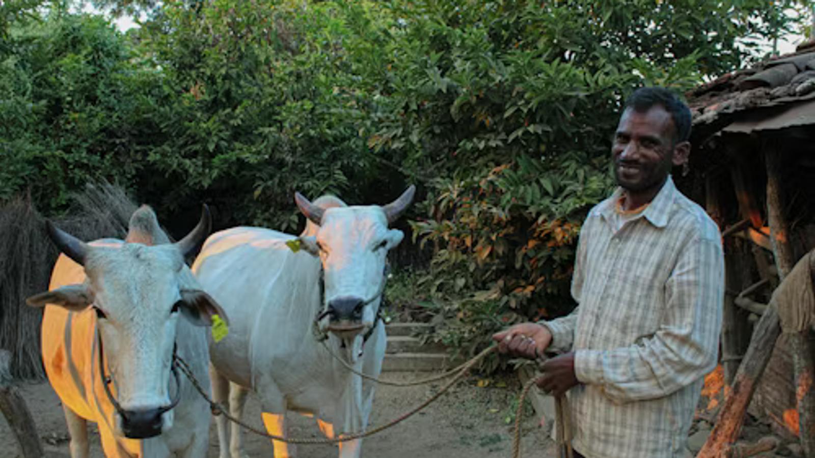 Farmers Teaching Farmers: Peer Learning Across the Dairyverse Network