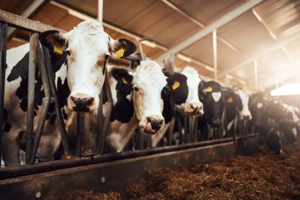  Building Face ID for Cattle: How Nitara Recognizes Individual Cows