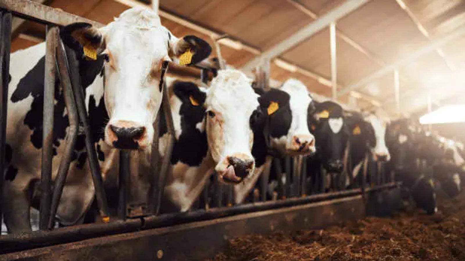 Building Face ID for Cattle: How Nitara Recognizes Individual Cows