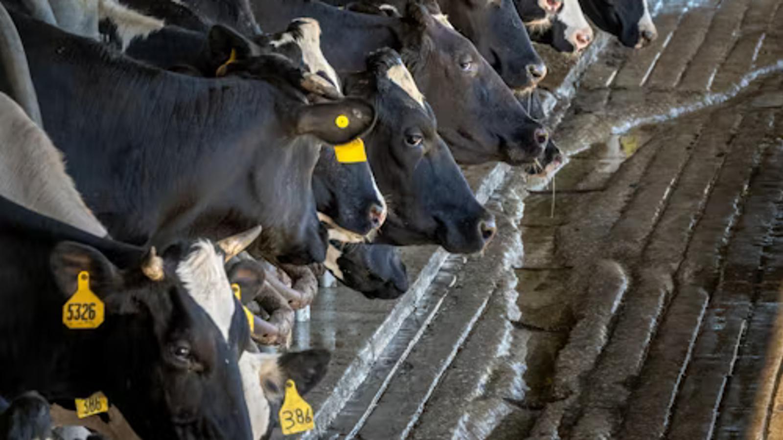 Dairy Supply Chain Traceability Starts at the Farm Gate