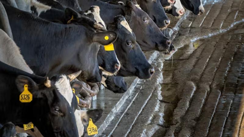 Dairy Supply Chain Traceability Starts at the Farm Gate