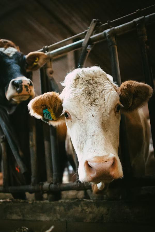 Building Face ID for Cattle: How Nitara Recognizes Individual Cows