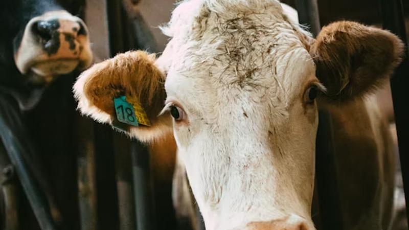 Building Face ID for Cattle: How Nitara Recognizes Individual Cows