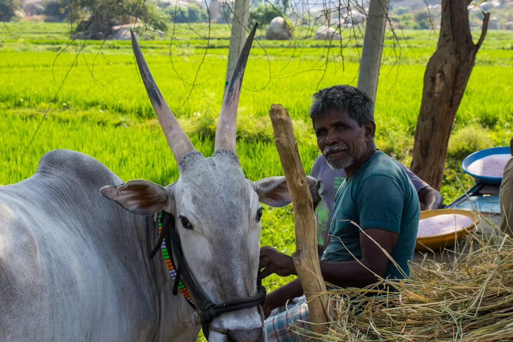 Bulk Feed Procurement: How Smallholder Dairies Can Cut Costs Without Cutting Quality