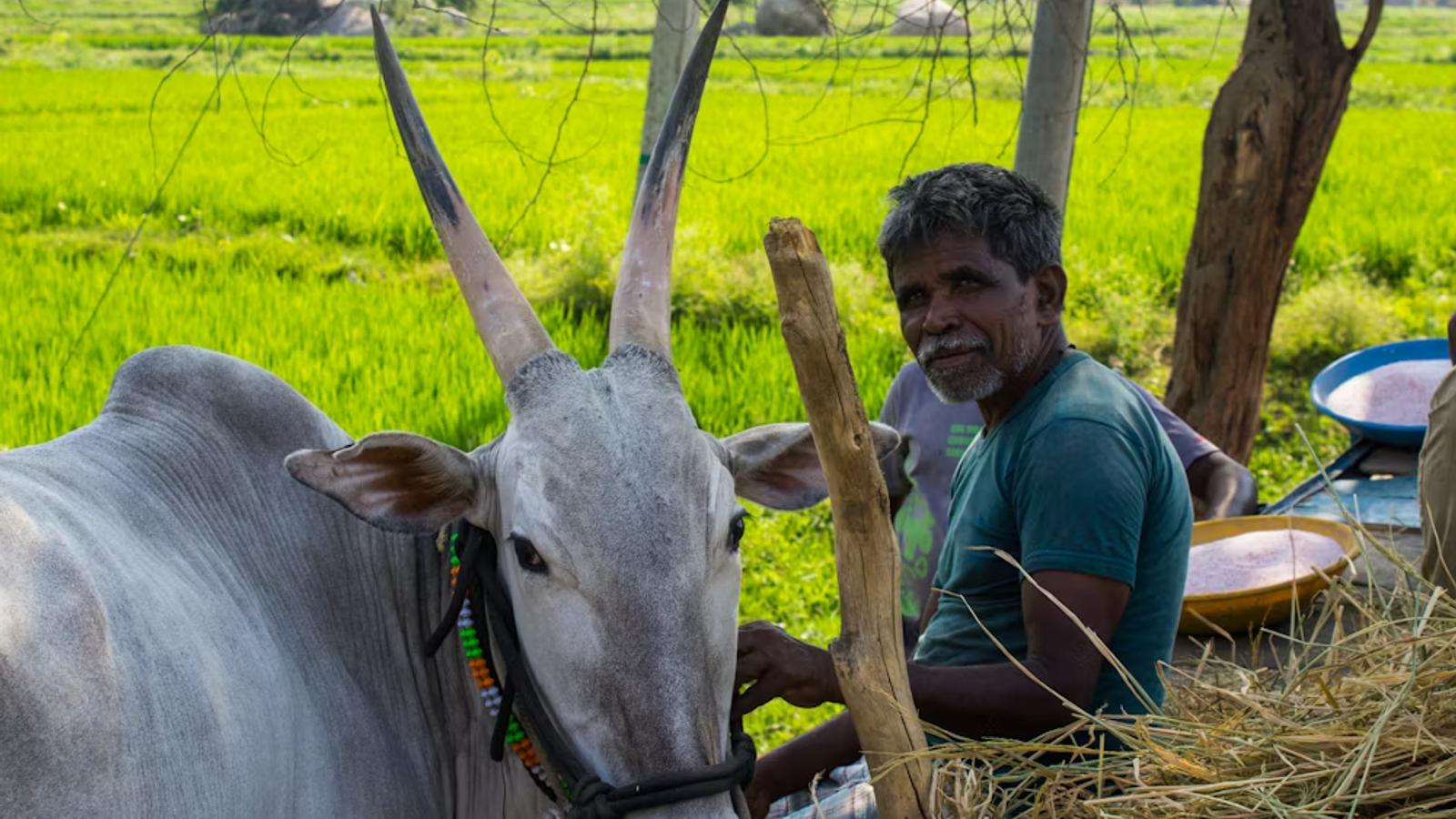 Bulk Feed Procurement: How Smallholder Dairies Can Cut Costs Without Cutting Quality