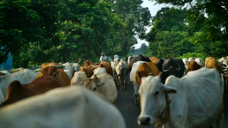 Onboarding a Village to a Digital Dairy Cooperative: A Field Story
