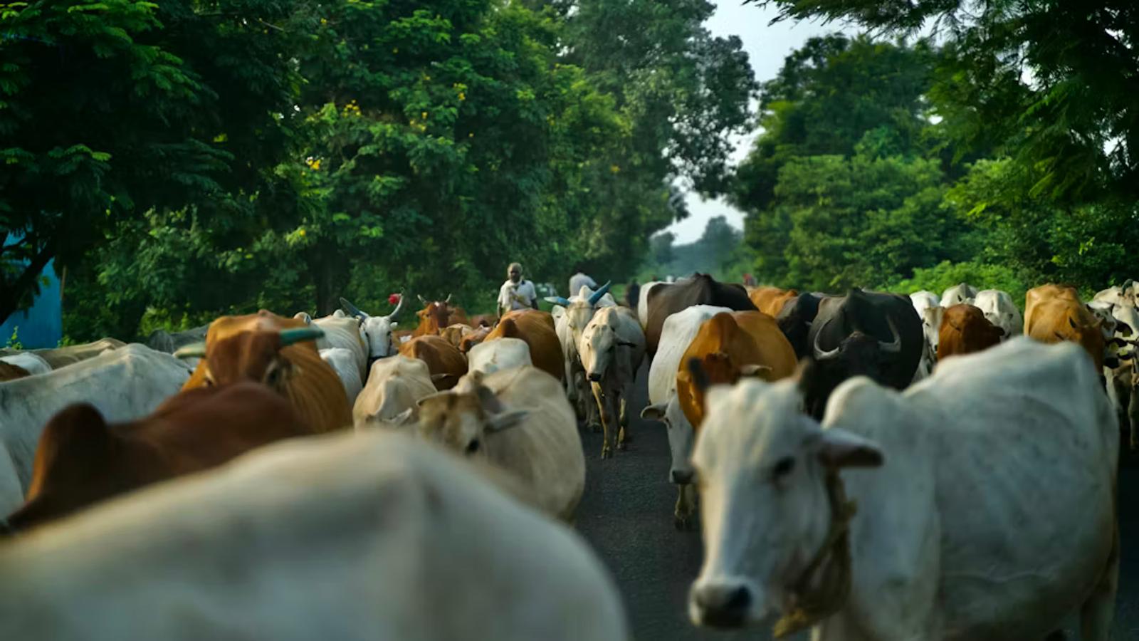 Onboarding a Village to a Digital Dairy Cooperative: A Field Story