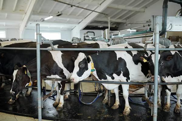 The Rumination Pattern That Tells Us About Tomorrow's Milk Yield