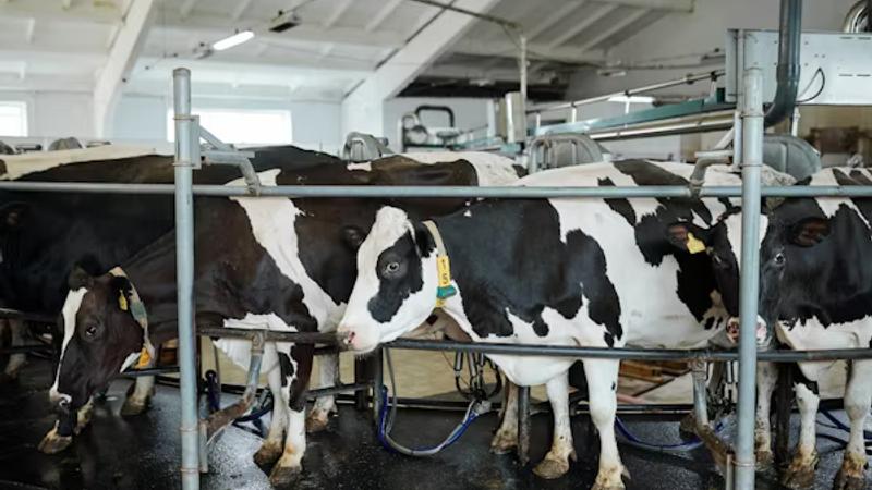 The Rumination Pattern That Tells Us About Tomorrow's Milk Yield