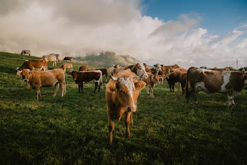 Connecting the Dairy Ecosystem: Nitara's Service Provider Network