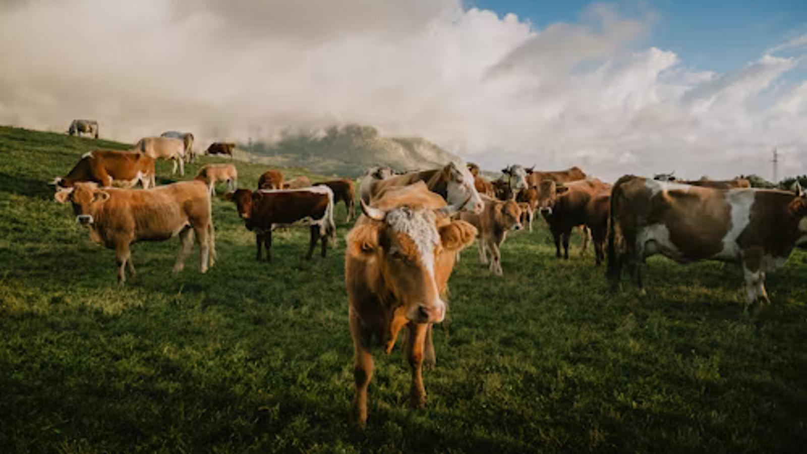 Connecting the Dairy Ecosystem: Nitara's Service Provider Network