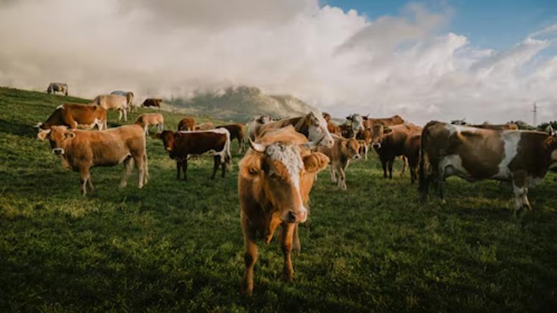 Connecting the Dairy Ecosystem: Nitara's Service Provider Network