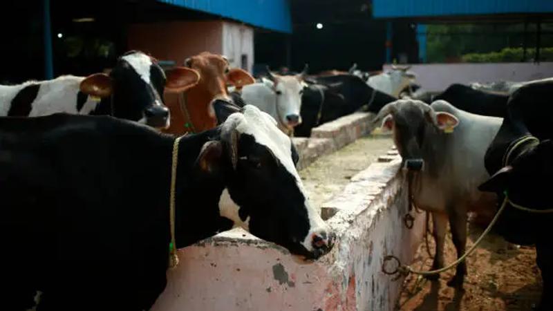 Why Cash Payments Still Cost Dairy Cooperatives So Much