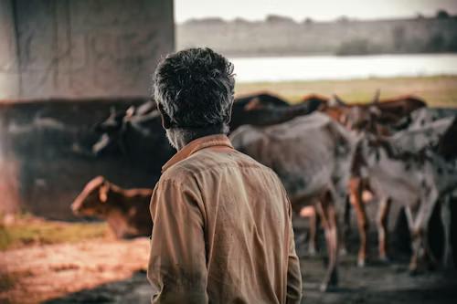 The Generational Handover in Indian Dairy Farming