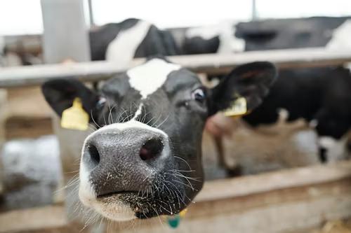 From Photo to Precision: How Nitara Estimates Cattle Weight from a Single Image