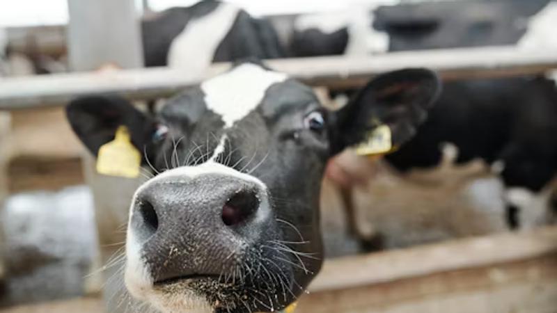 From Photo to Precision: How Nitara Estimates Cattle Weight from a Single Image