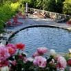 Piscine naturelle roses