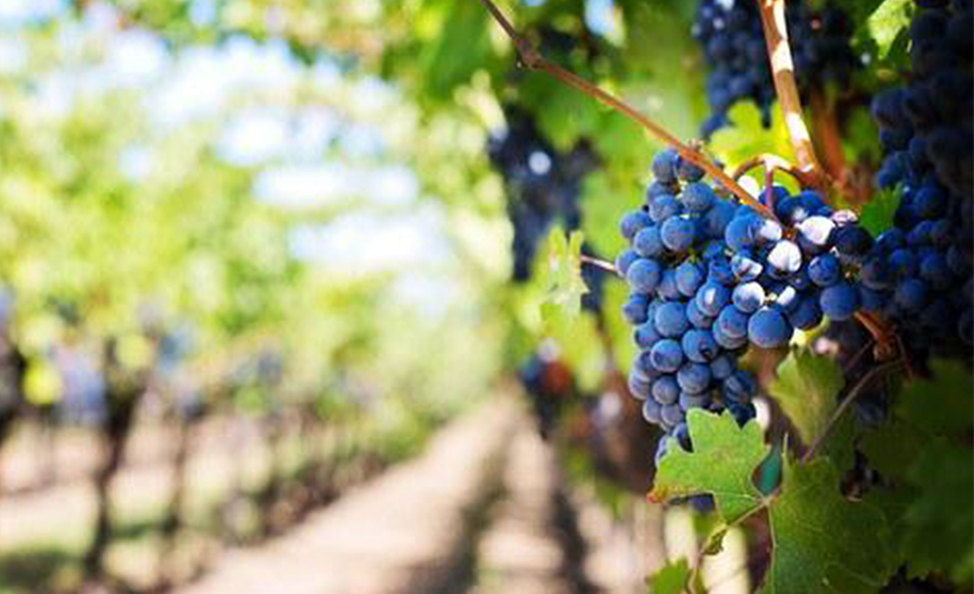 Vignes bordeaux environs