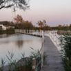 Ponton roseaux dusk