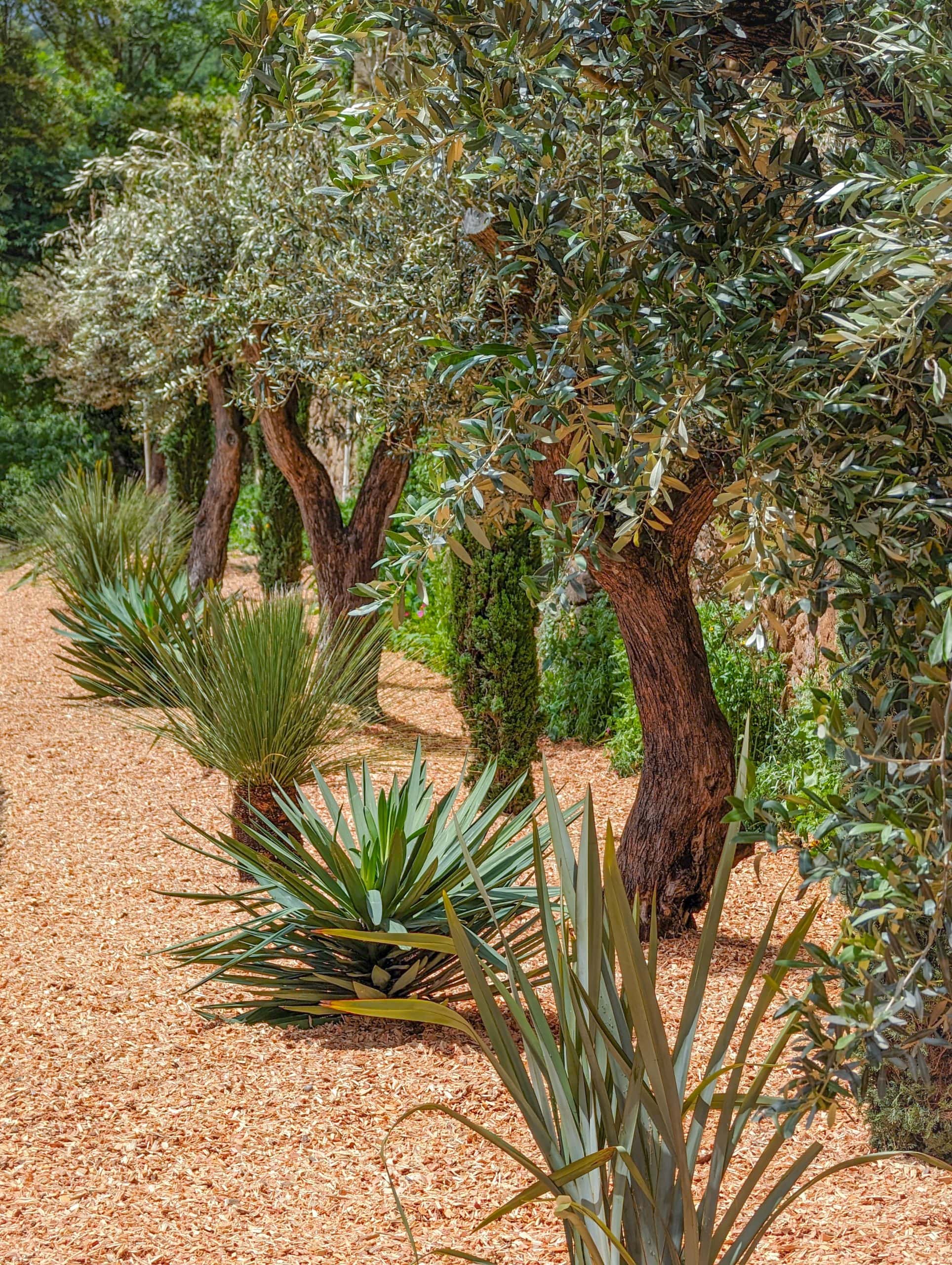 Jardin oliviers