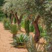 Jardin oliviers