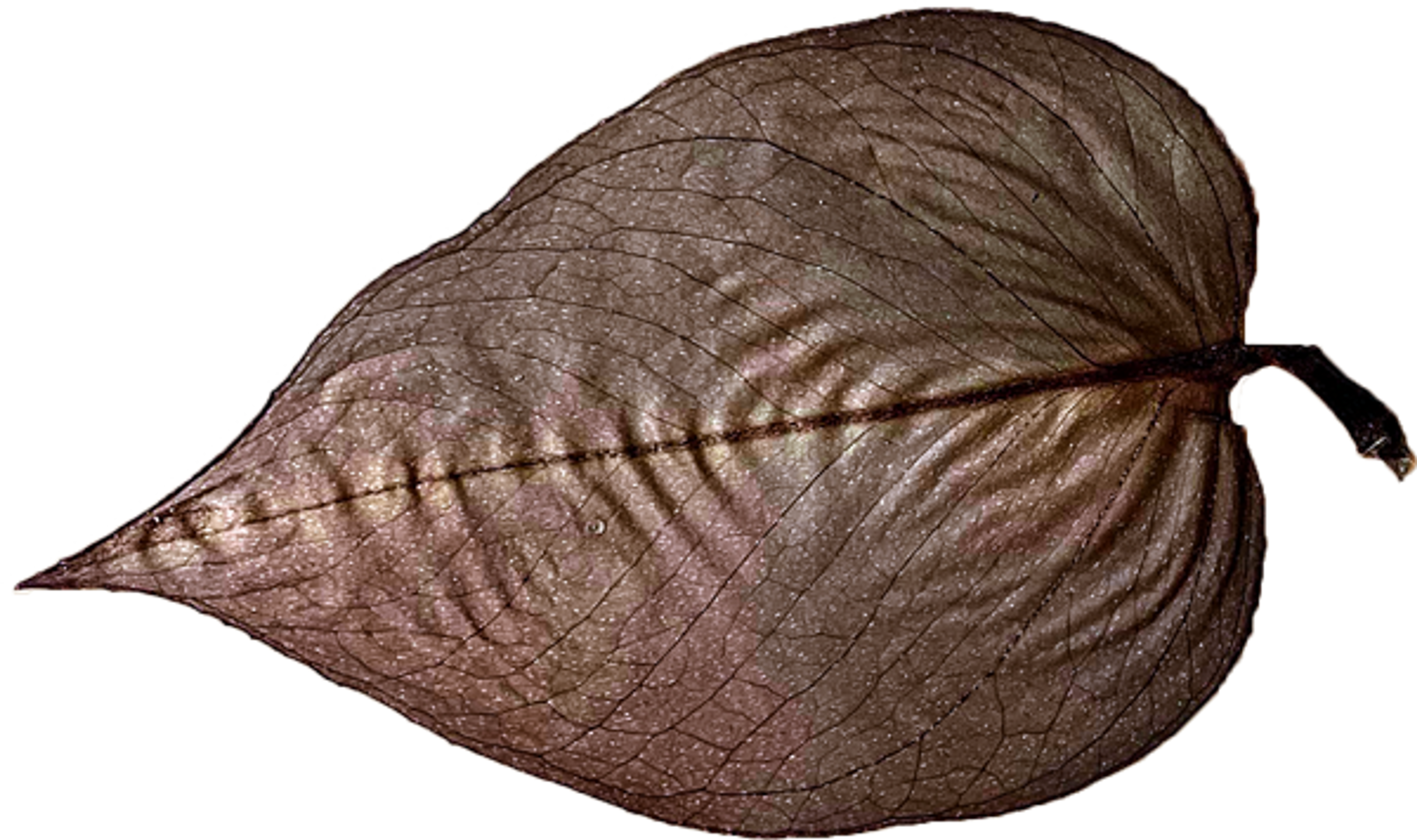 A pressed leaf