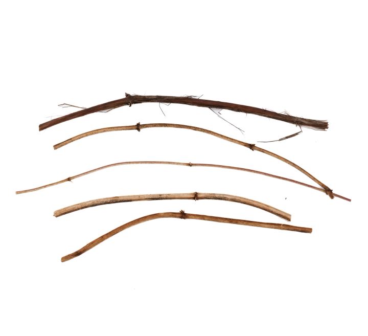 Five stems laid out separately in a fan, their lengths curving and the small leaf nodes visible along each one.