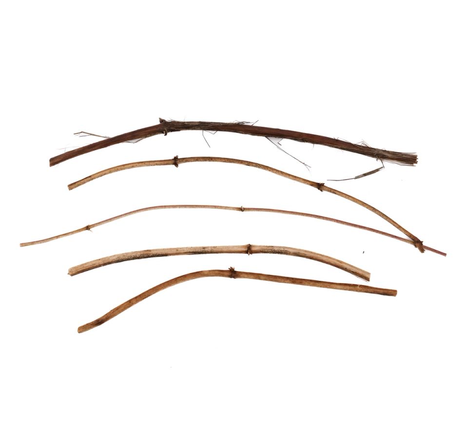 Five stems laid out separately in a fan, their lengths curving and the small leaf nodes visible along each one.