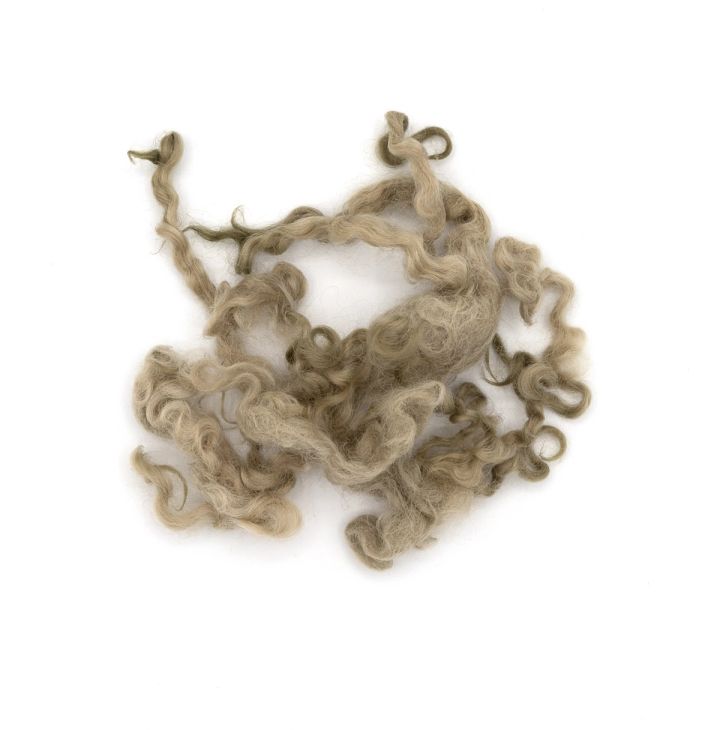 A lock of olive-dyed wool spread open, its long curls looping loosely with paler tips.