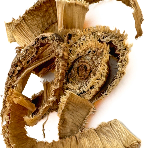 A curl of dried banana pseudo-stem in pale tan, its layers peeling apart into coarse fibrous sheets around a hollow core.