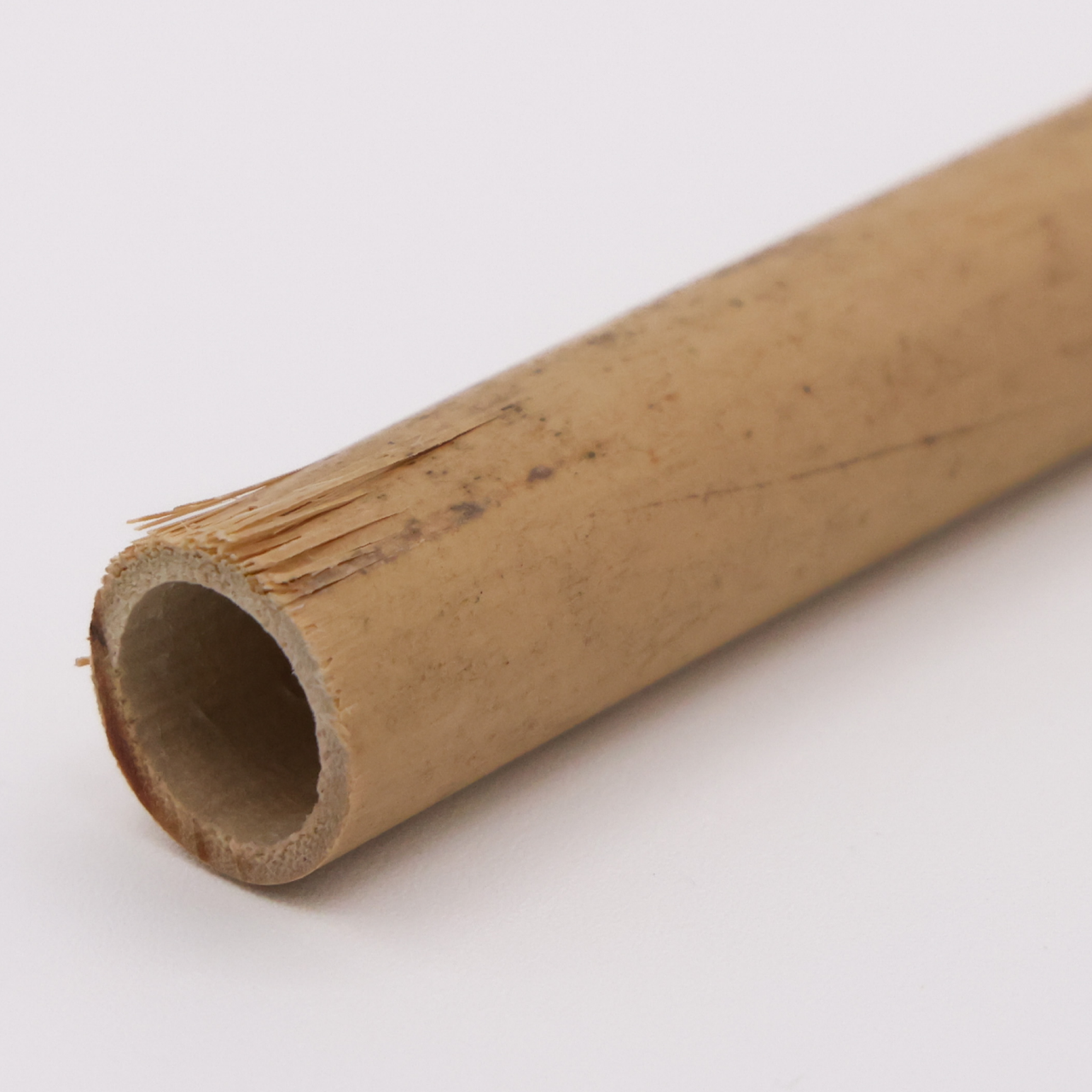 A length of rivercane seen end-on, its hollow interior open to view, the pale golden wall splitting into fibres at the cut.
